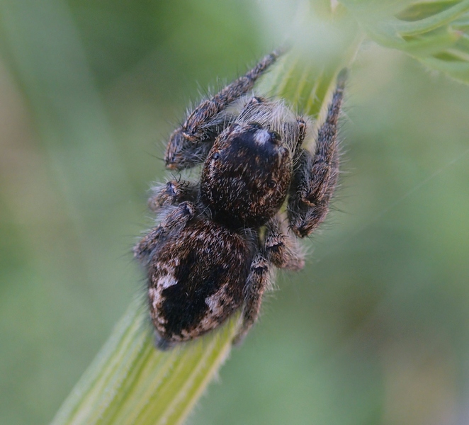 Philaeus chrysops - Revine Lago (TV)